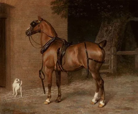A Carriage Horse
